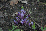 DSC_0647-04.gif