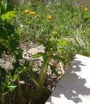 2013-04-22 16.20.49.jpg