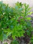 2013-04-22 16.22.35.jpg