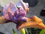 iris_nain_hocus_pocus.jpg