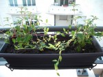 Fuchsia riccartonii - pervenche panachée *2 - Fuchsia riccartonii