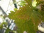 DSC04150.jpg