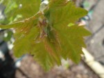 DSC04152.jpg