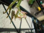DSC04154.jpg