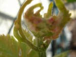 DSC04155.jpg