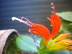 DSC02436a.JPG