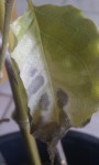 IMAG0216.jpg