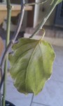 IMAG0229.jpg