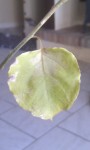 IMAG0199.jpg