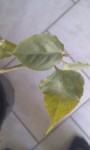 IMAG0194.jpg