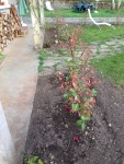 IMG_1522.jpg
