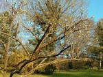IMG_20130424_192224.jpg