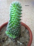 quel est le nom de ce cactus ? merci