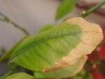Une feuille malade sur mon Citronnier