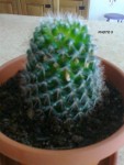 cactus 0491.jpg