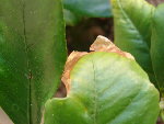 Une feuille atteinte sur un bouturage de l'année dernière
