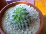 cactus 052.jpg
