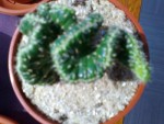 cactus 053.jpg