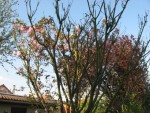 prunus k (1024x768).jpg