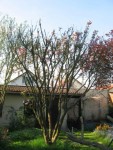 prunus 2.jpg