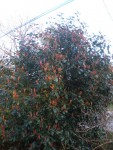 Photinia.jpg