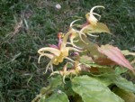 epimedium3.jpg