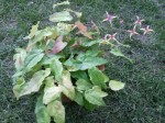 epimedium.jpg