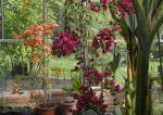 bougainvilee2.JPG