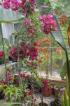 bougainvillea3.JPG