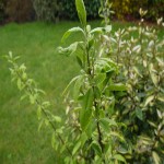 eleagnus.JPG