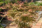 phoenix avril _4.JPG