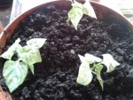 piment