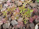 Plante 1 (photo 1/3)