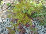 Plante 1 (photo 2/3)