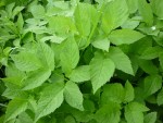 Plante 2 (photo 2/2)