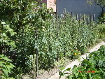 DSC04486.JPG