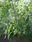 DSC04487.JPG