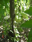 DSC04489.JPG