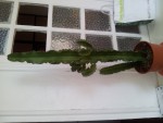 20130503_160322.jpg