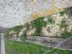zrosiermur.jpg