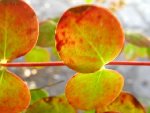 feuilles plante sur rocher.JPG