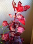 Plante rose