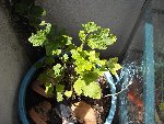 DSCN0040.JPG