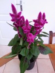 20130504_124103.jpg