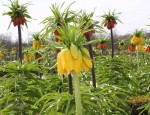 fleur_versailles_3.jpg