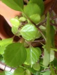 plante2 (480x640).jpg