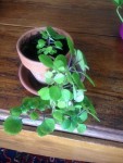 plante1 (480x640).jpg