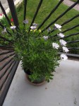 DSCF00722.JPG