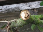 IMG_0077.jpg