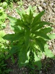plante 02.jpg